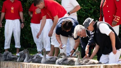 royal family shares — Royal family shares updates on centuries-old tradition Swan Upping