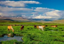 deosai national park — Deosai National Park: A High-Altitude Paradise of Nature