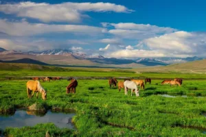 Deosai National Park: A High-Altitude Paradise of Nature
