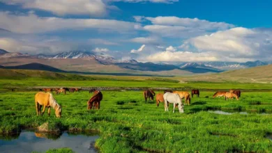 deosai national park — Deosai National Park: A High-Altitude Paradise of Nature