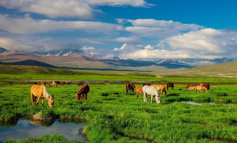 deosai national park — Deosai National Park: A High-Altitude Paradise of Nature